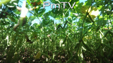 PMTV: ¿Cómo influyó la lluvia en EEUU y el mercado?