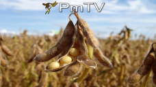 PMTV: La soja subió U$S 9/Tn tras los datos claves del Informe Mensual del USDA