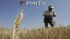 PMTV: Contratos de soja, maíz y trigo acumularon ganancias