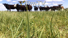 PMTV: Buena demanda local por maíz y soja disponible. Bajas de U$S 2/Tn en trigo