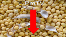 PMTV: La soja cerró con bajas en torno a los u$s 3/tn. Maíz cerró con leves alzas