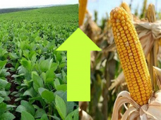 PMTV: Subas de más de u$s 7 para la Soja en Chicago. Trigo y Maíz acompañaron