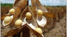 PMTV: La soja finaliza con ganancias superiores a los 3 U$S