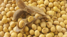 Jornada de pérdidas para la soja