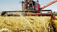 Un trigo que se impone con ganancias, mientras que sus pares caen moderadamente