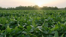 La soja retomó la senda bajista y apuntó pérdidas mayores a 4 U$S/tn