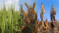 Los granos continúan posicionándose con ganancias