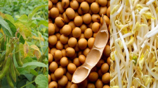 Los valores de la soja están pendientes de China