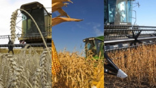 Los commodities agrícolas se posicionan con ganancias