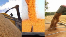 Los granos cierran la semana con ganancias