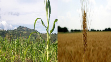 El maíz y el trigo cayeron en terreno negativo