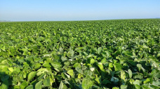 Leves subas para la soja en Chicago