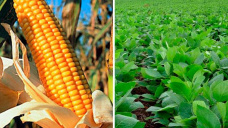 Tras cerrar ayer con pérdidas, la soja y el maíz tuvieron leves ganancias