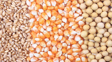 Tras oscilar ligeramente, la operatoria arrojó un saldo prácticamente neutral para los granos