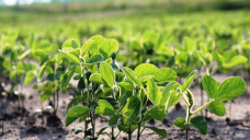 La oleaginosa ajustó posiciones, mientras que los cereales finalizaron mixtos