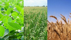 Los commodities agrícolas no repuntaron, y cerraron con pérdidas