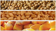 Los granos cierran en terreno positivo 