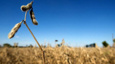 Jornada de resultados mixtos con derrumbes en soja