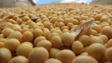 La soja lideró la jornada, al registrar avances de 2 U$S/tn