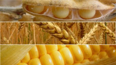 Ligeras pérdidas para los granos en una jornada dominada por toma de ganancias