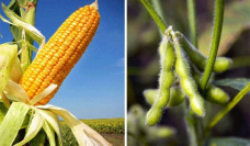 Demoras en la siembra de EE.UU. apuntalaron ligeras ganancias para soja y maíz