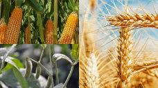 El USDA impuso fuertes movimientos en los precios, tras sorpresivos ajustes en los números de siembra