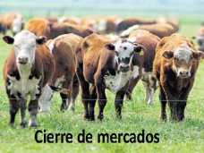 TV: “Ingresó un 22% menos de animales en Liniers que la semana pasada. Subas para el Maíz” 