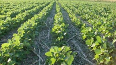 El Niño complica al arroz y condiciona las siembras de la soja de segunda