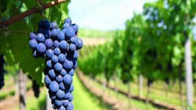 Viñateros de Mendoza no pueden cosechar la uva 