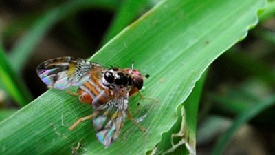 Mosca del Mediterráneo: Recomendación Técnica para los Oasis Norte y Este