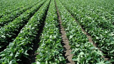 Cómo será el nuevo escenario de la agricultura argentina