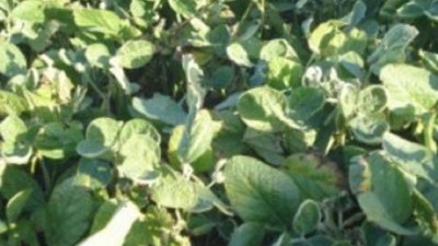 ¿Es hora de vender la soja?; por M. Alvarado Ledesma