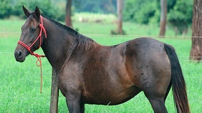 La Sociedad Rural Jesús María se prepara para reunir a los mejores ejemplares equinos