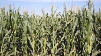 El maíz comenzó a expresar sus rendimientos en Santa Fe