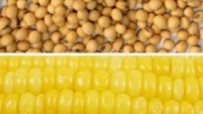 Cultivos de soja inundados y maíces enfilando a los 100 quintales - GEA - BCR