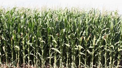 Ayudan al azúcar y al maíz con más etanol; por Fernando Bertello