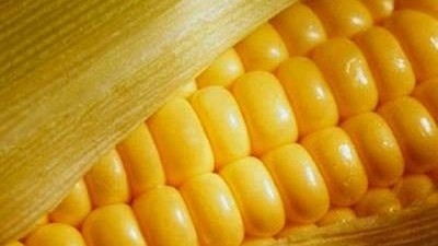 Buenos rindes de girasol en el Norte 