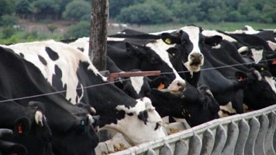 Sequía y calor: recomendaciones para proteger a rodeos de cría y lecheros