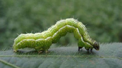 Recomendación de monitoreo de plagas relacionadas al cultivo de maíz, soja y sorgo