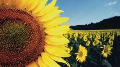 El maíz muy firme en sus rendimientos. Menos girasol al esperado