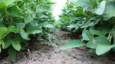 El tiempo de controlar enfermedades en soja