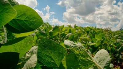 Caen las expectativas en soja - GEA - BCR