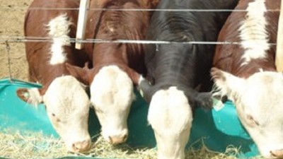 Avanza en Chaco la campaña de vacunación contra la tristeza bovina