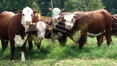 Claves para una Cría eficiente y rentable