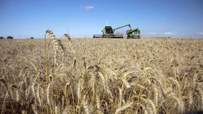 Se ampliaron los plazos para Declaraciones Juradas de Venta al Exterior de trigo