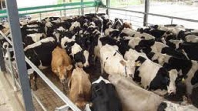 El ministro Ricardo Buryaile convocó de urgencia a las provincias de Buenos Aires, Córdoba y Santa Fe para avanzar en la situación del sector lechero