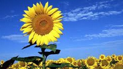 Girasol: muy buenos rindes en el norte argentino