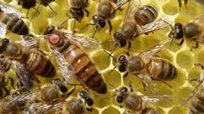 Apicultura: para crecer trabajan juntos como las abejas