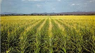 En Córdoba cae la producción de soja y maíz por las fuertes lluvias