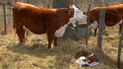 El IPCVA busca un contacto más fluido con los productores en AgroActiva